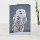 Search for snowy owl christmas cards Winter