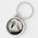 Search for swan keychains Photography