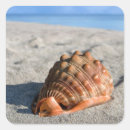 Recherche de coquille de conque autocollants Plage