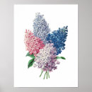 Search for lilac bushes posters Lilacs