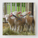 Recherche de moutons mignons horloges Brebis