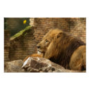 Search for lion image posters Photograph