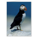 Recherche de arctica Canada