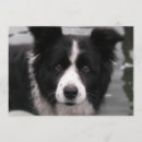 Recherche de colley invitations Chien