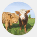 Recherche de vache brune autocollants Bétail