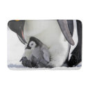 Search for penguin bath mats Antarctic
