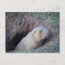 Search for gophers postcards Cute