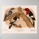 Search for lithograph posters Ornithology