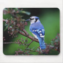 Search for backyard birds mousepads Adam jones