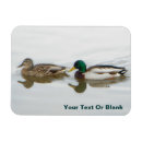 Search for mallards magnets Animals