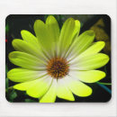 Search for african daisy mousepads Daisies