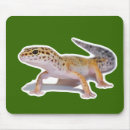 Recherche de geckos tapis souris Léopard