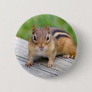 Search for chipmunk buttons Cute