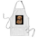 Recherche de golden retriever tabliers D'or