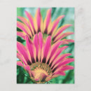 Search for pink petals postcards Red