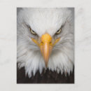 Search for eagle head postcards America
