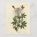 Search for ruff postcards Bird