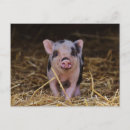 Search for baby pig postcards Piglet