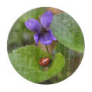 Recherche de coccinelle planches à découper Coléoptère