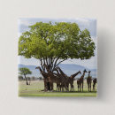 Search for tanzania buttons Tree