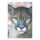 Recherche de chaîne alimentaire posters Proie