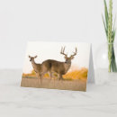Search for doe and buck cards Antlers