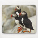 Recherche de atlantique tapis souris Macareux