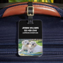 Search for cutest photography Yellow labrador retriever