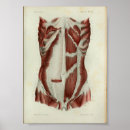 Recherche de anatomie vintage posters Anatomique