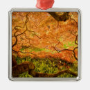 Search for japanese maple ornaments Tree