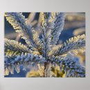 Recherche de conifère Hiver