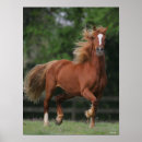 Search for chestnut pony art Breed