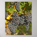 Search for grapevines posters Winery