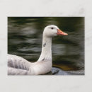 Recherche de oies canadiennes cartes postales Nature