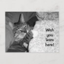 Search for were postcards Funny