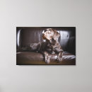 Search for chocolate labrador canvas prints Studio shot