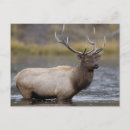 Search for rolf postcards National park