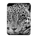 Recherche de jaguar magnets Chat