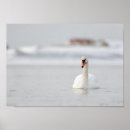 Search for swan posters Birds