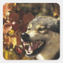 Search for snarl stickers Wildlife