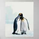 Search for two penguins posters Wildlife