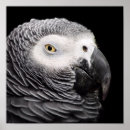 Search for grey parrot posters Animal
