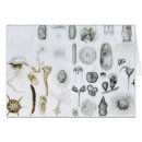 Search for protozoa Sea