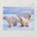 Search for ice pack postcards Fauna