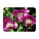 Recherche de mignonnes magnets Photographie