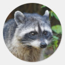 Search for racoon stickers Black
