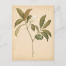 Recherche de cobalt cartes postales Motif
