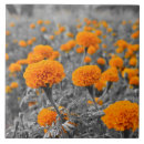 Search for marigold tiles Flower