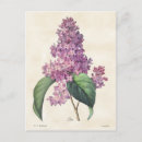 Recherche de violet clair cartes postales Floral