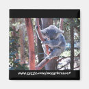 Recherche de marsupiaux magnets Koala